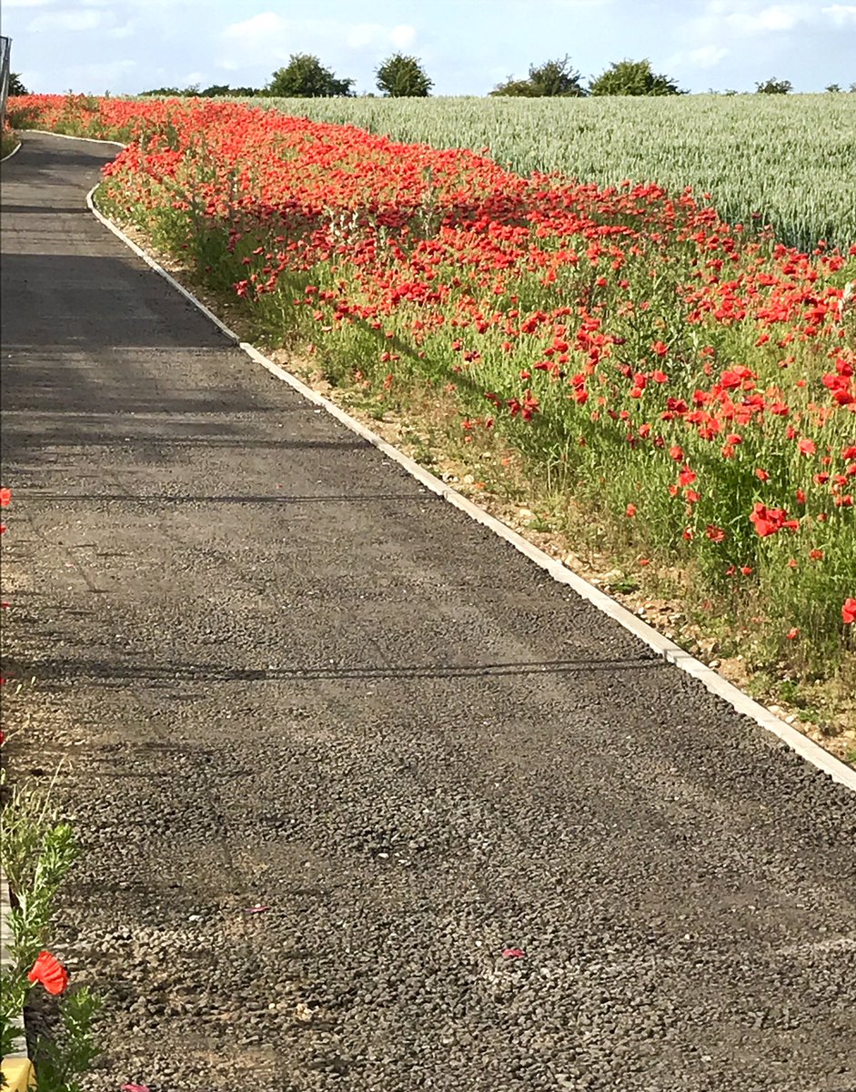 HughesSue's tweet photo. These beauties have appeared from the bare earth of a local building site - a reminder of the loveliness buried we cannot always see and to remember all who pass our way on this path of our lives - #hiddenjoy #poppies #remember #Thankful #notforgotten https://t.co/4aCS5vpkRV