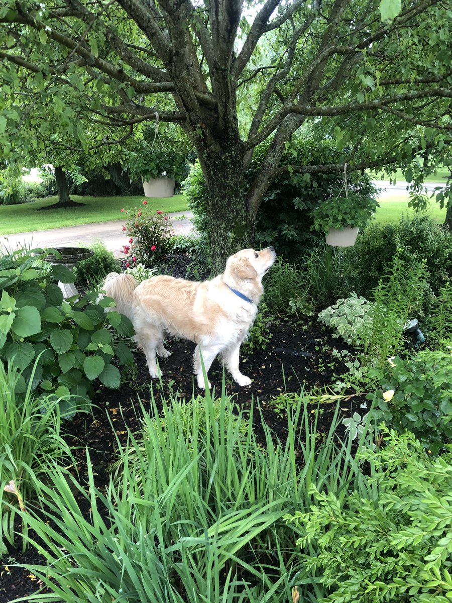 WalterTheGolden's tweet image. #squirrel