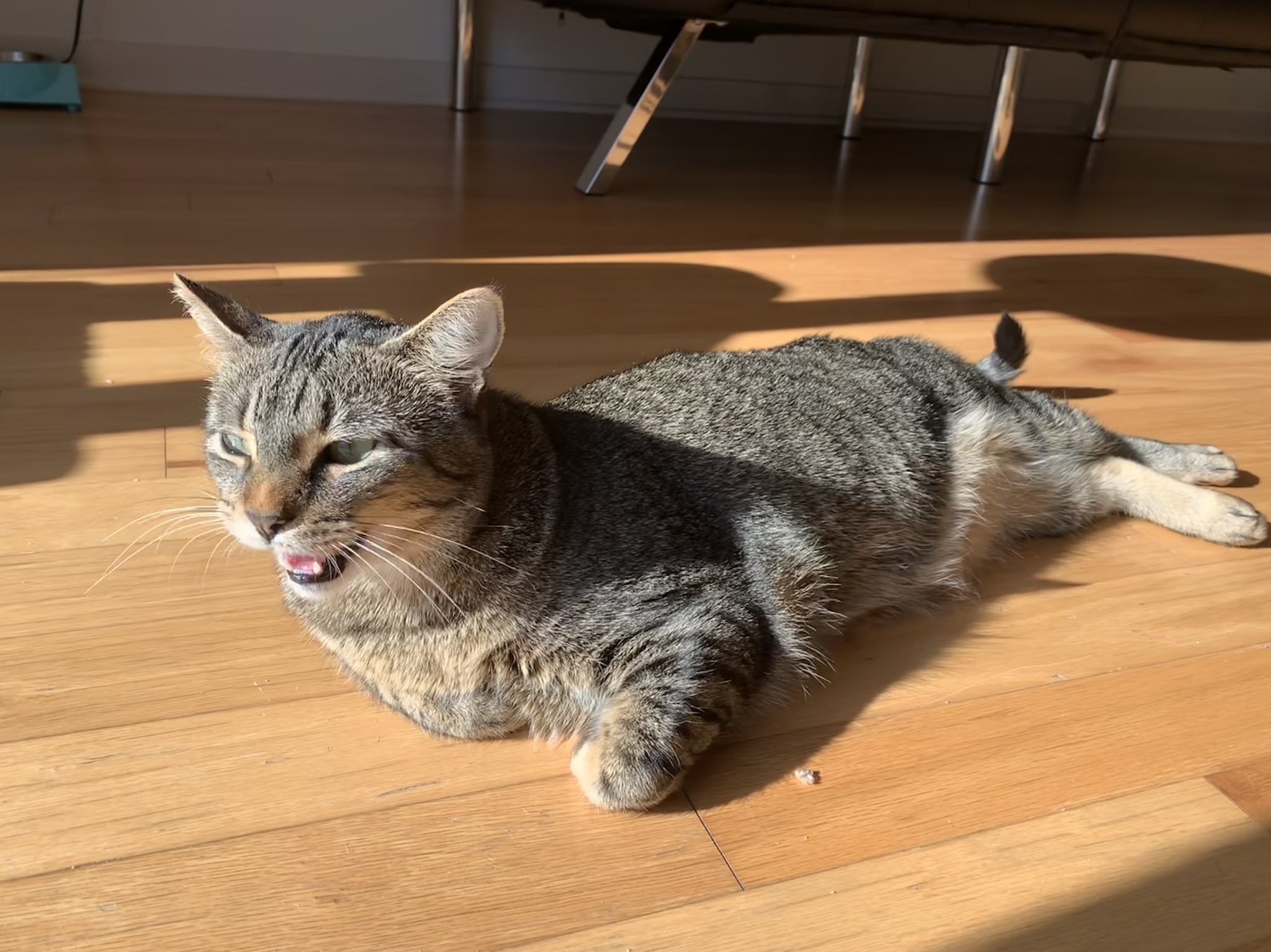 Dude the cat (@Dudetehcat44) / X