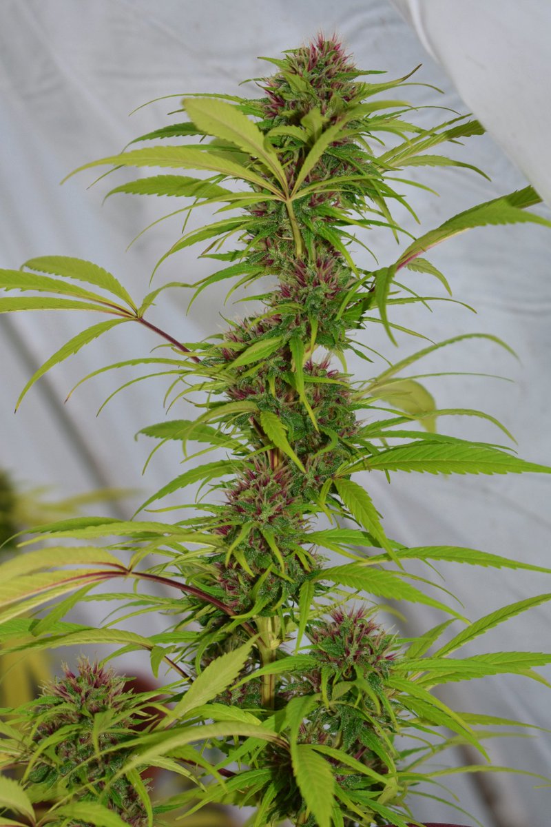 moldresistant's tweet photo. This #cannabis sativa is on fire🔥 #weed #marijuana #grow #thc #bigisland #pakalolo #moldresistantstrains https://t.co/clNksXtd2s