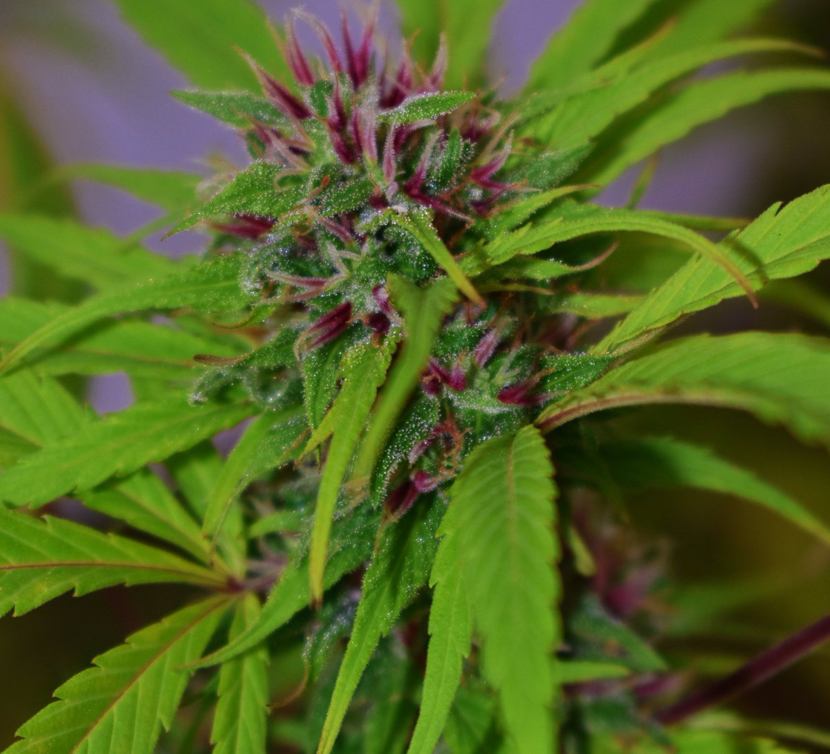 moldresistant's tweet photo. This #cannabis sativa is on fire🔥 #weed #marijuana #grow #thc #bigisland #pakalolo #moldresistantstrains https://t.co/clNksXtd2s