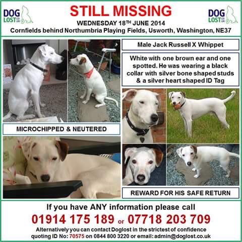 LisaLisaw1's tweet photo. Please RT #FindLogan #Missing 18.06.14 #Usworth #Washington #TyneandWear #MissingFiveYears #scanme #checkthatchip #longtermmissing #stoppettheft https://t.co/Uk5ew3iGuM