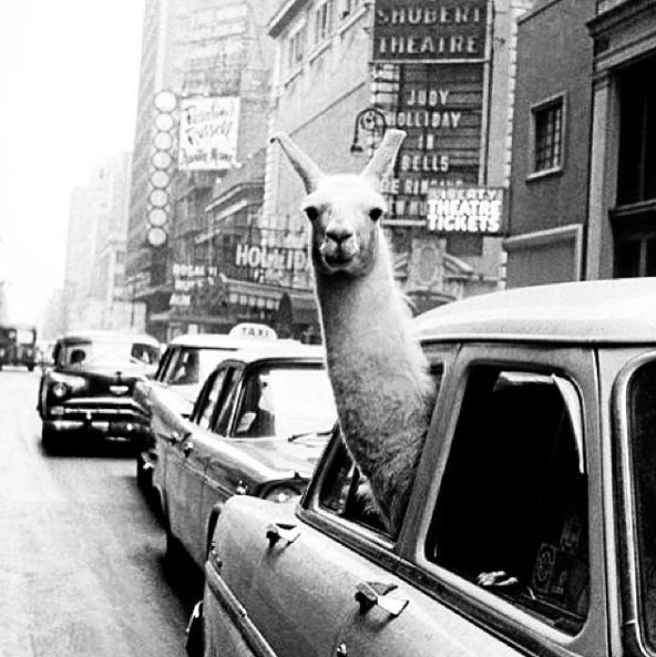 A Llama in Times Square, 1957.