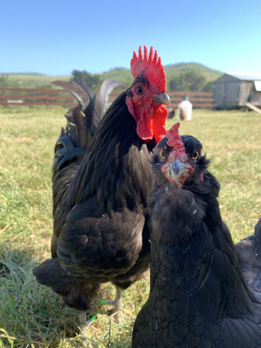 PetitCerf's tweet image. I tried to get a picture of my favorite rooster and someone decided to show up to see if I had treats