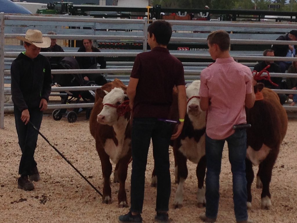 FGP Cattle tweet media