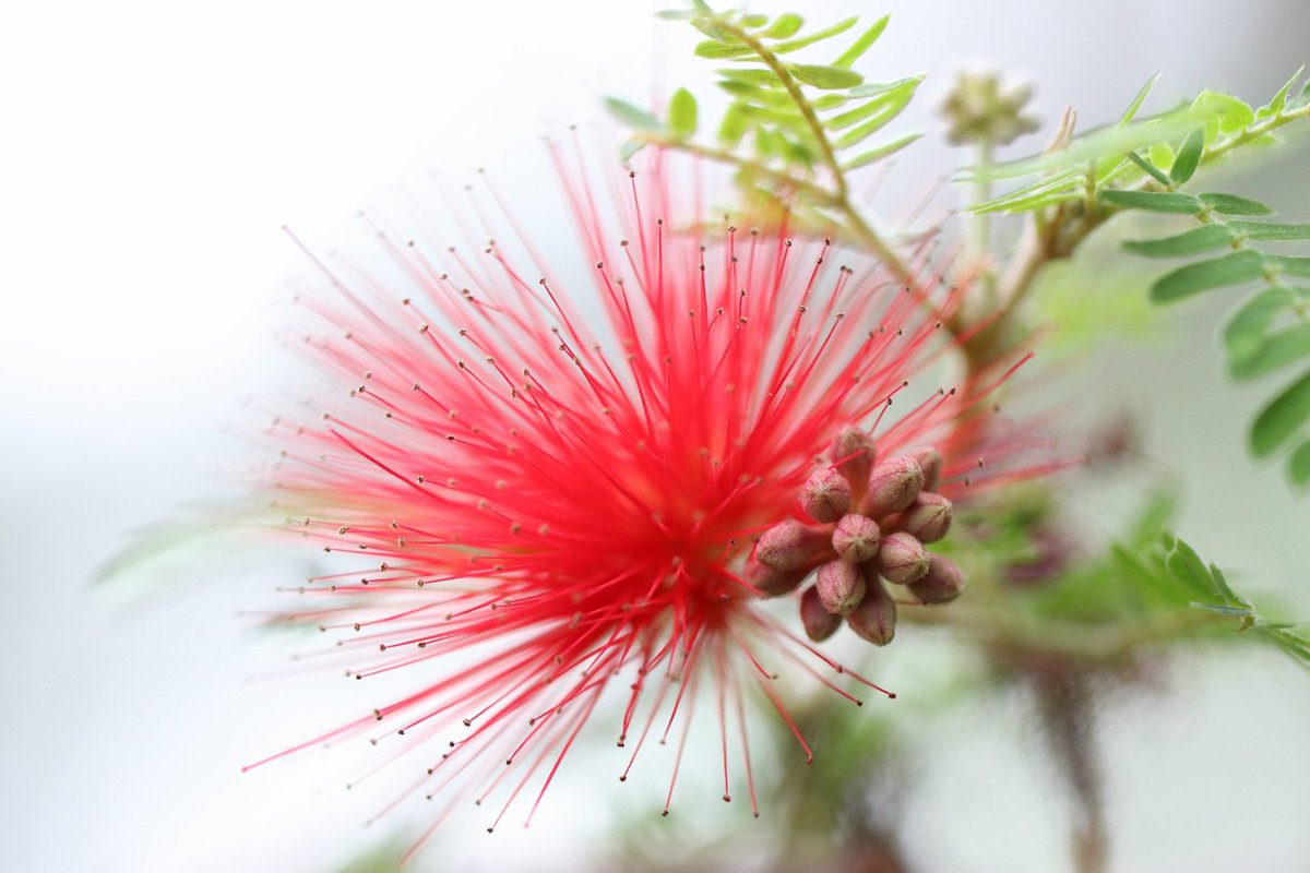 Calliandra Californica (aka "Red Fairy Duster" or "Baja Fairy Duster") is an evergreen shrub native to Baja California, Mexico. Photographed in the Earl and Donnalee Holton Arid Garden at #FrederikMeijerGardens and Sculpture Park. #MeijerGardens #Flowers 
instagram.com/p/By1HH1KApQv/…