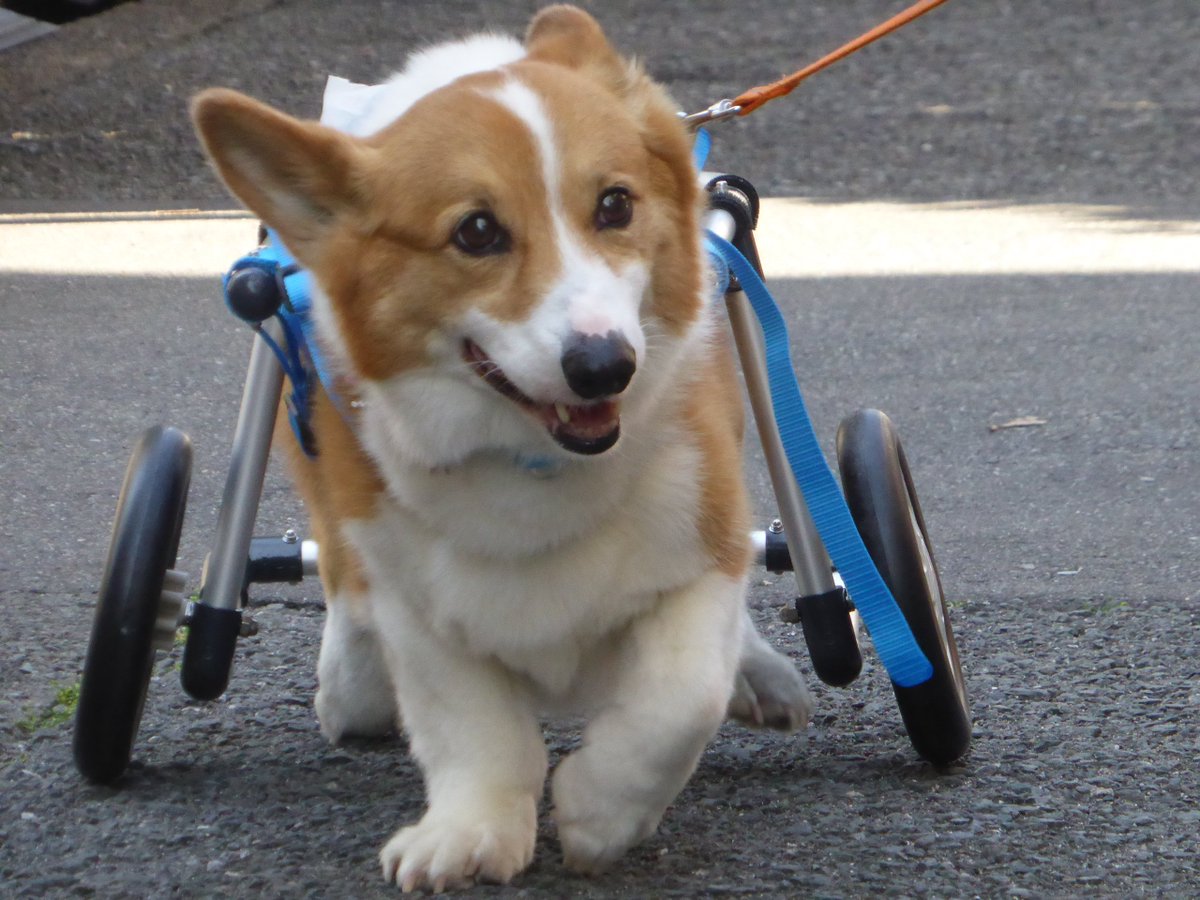 犬の車椅子 歩行器 工房スイーピー Studio Sweepea Twitter