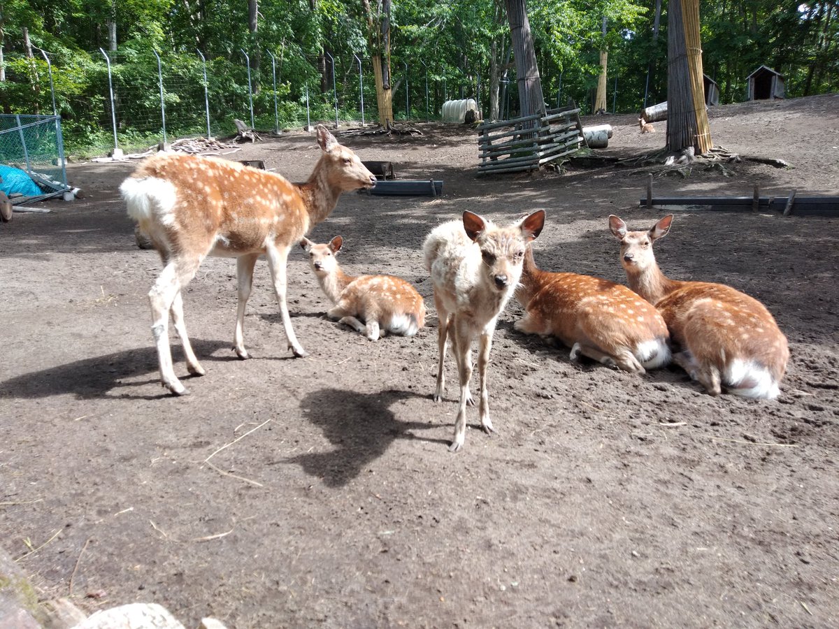 安平町鹿公園 Hashtag On Twitter