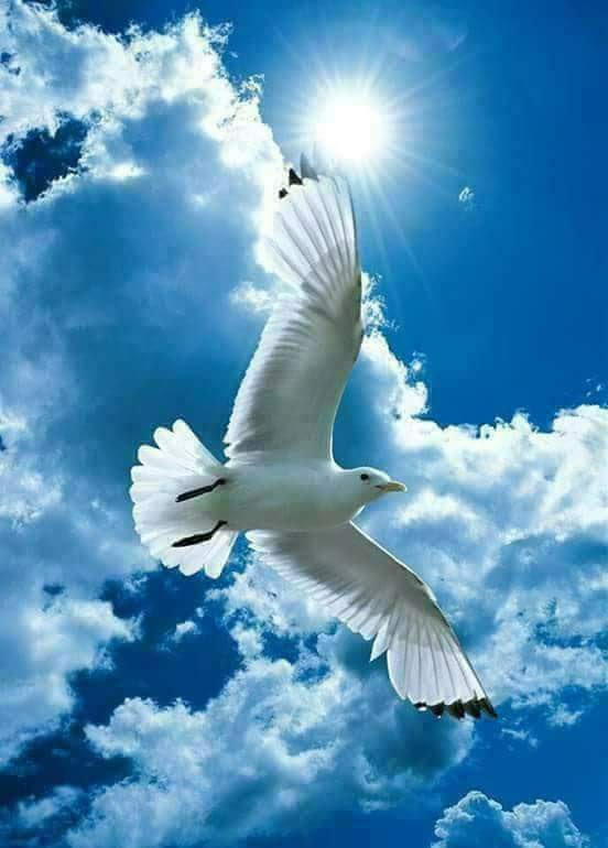 MariaLuciaS5's tweet photo. Que o espirito Santo De Deus faça morada na tua e na minha vida https://t.co/C1jDSaDqVa
