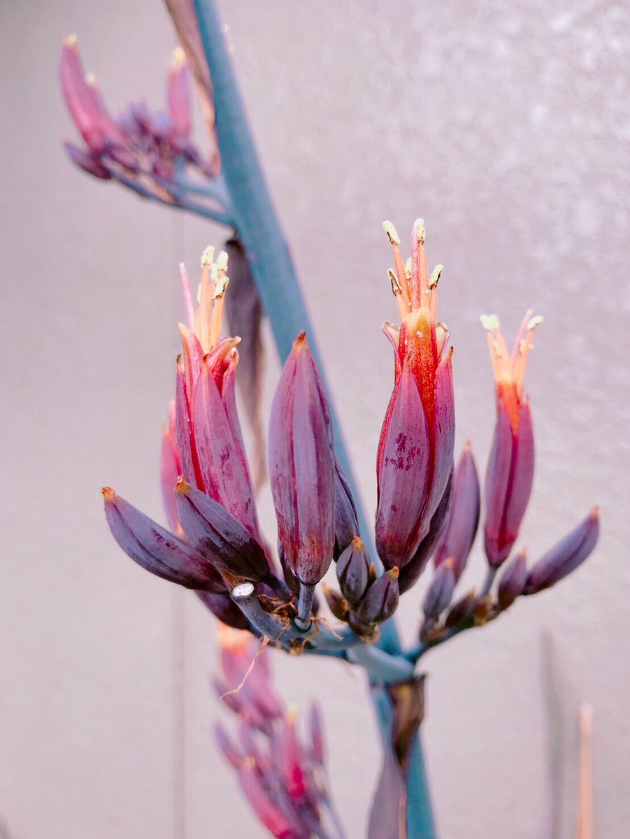 桑原弘明 على تويتر ニューサイランが咲いた この花は40年に一度しか咲かないと言われている