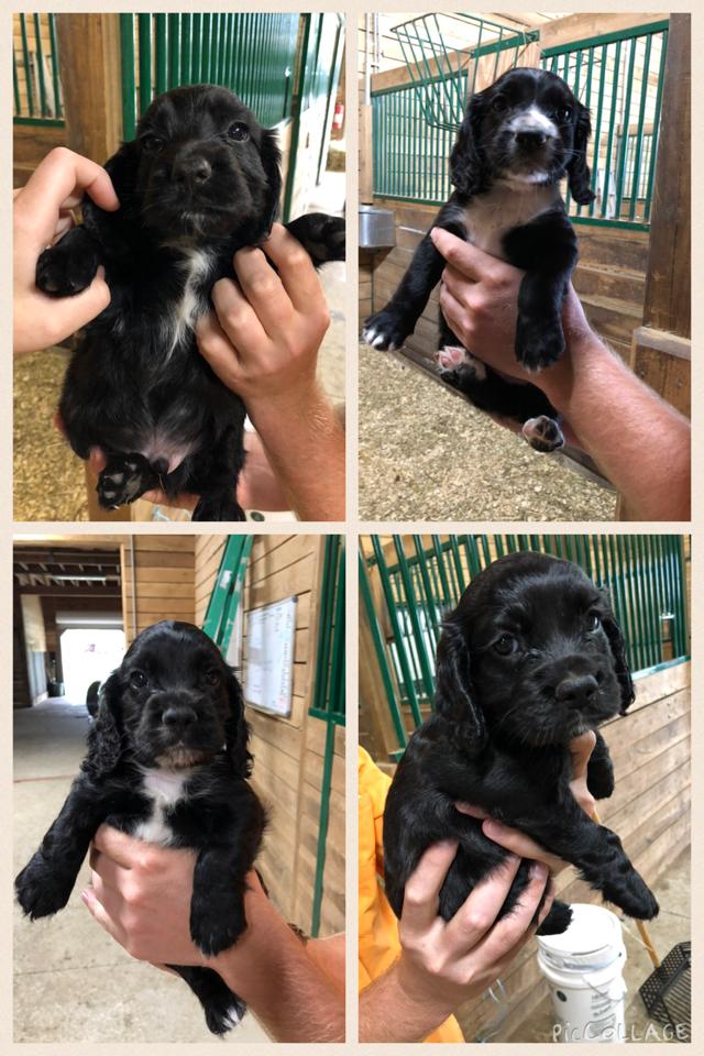 TannerLemons's tweet photo. Field Bred English Cocker Pups 4 sale. Plantation born parents &amp; working gun dogs. 2M/2F. #gundog #englishcockers #englishcockerspaniels #birddog #huntingdogs #ringneck #pheasant #rooster #wingshooting #uplanddogs #pheasanthunting #quailhunting #uplandhunting #outdoors https://t.co/ScQ1ewLcrO