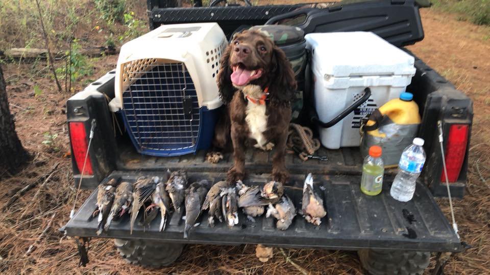 TannerLemons's tweet photo. Field Bred English Cocker Pups 4 sale. Plantation born parents &amp; working gun dogs. 2M/2F. #gundog #englishcockers #englishcockerspaniels #birddog #huntingdogs #ringneck #pheasant #rooster #wingshooting #uplanddogs #pheasanthunting #quailhunting #uplandhunting #outdoors https://t.co/ScQ1ewLcrO