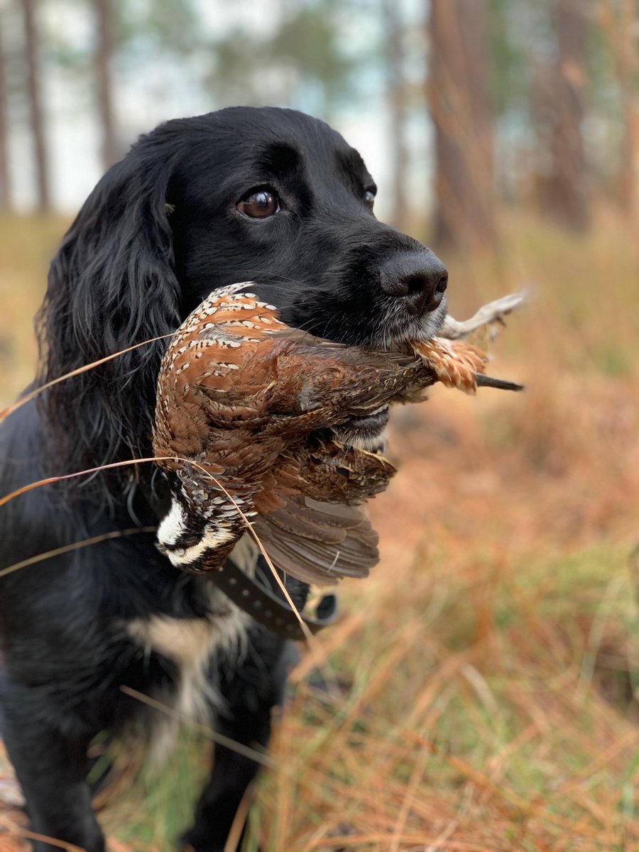 TannerLemons's tweet photo. Field Bred English Cocker Pups 4 sale. Plantation born parents &amp; working gun dogs. 2M/2F. #gundog #englishcockers #englishcockerspaniels #birddog #huntingdogs #ringneck #pheasant #rooster #wingshooting #uplanddogs #pheasanthunting #quailhunting #uplandhunting #outdoors https://t.co/ScQ1ewLcrO