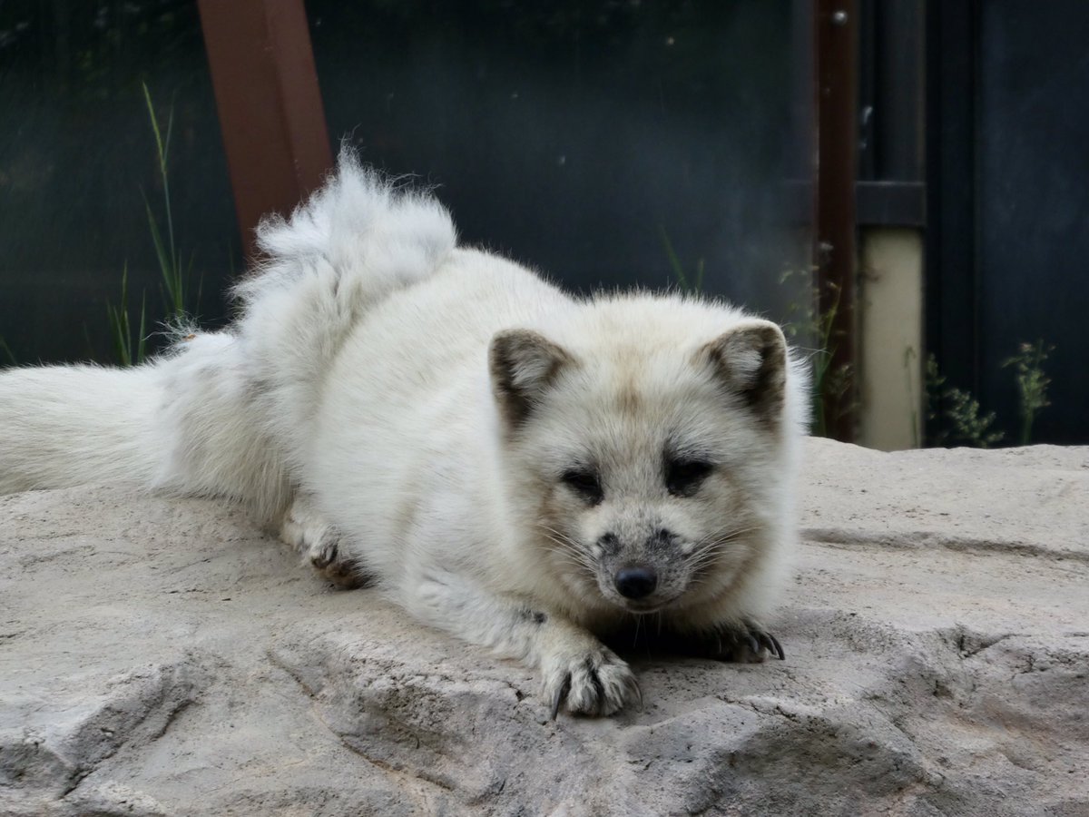 旭川市旭山動物園 公式 Twitterissa ただいま換毛中 白い冬毛が抜けると グレーの夏毛が 鼻や目のまわりもグレーになってきています 旭山動物園 Asahiyamazoo ホッキョクギツネ Arcticfox