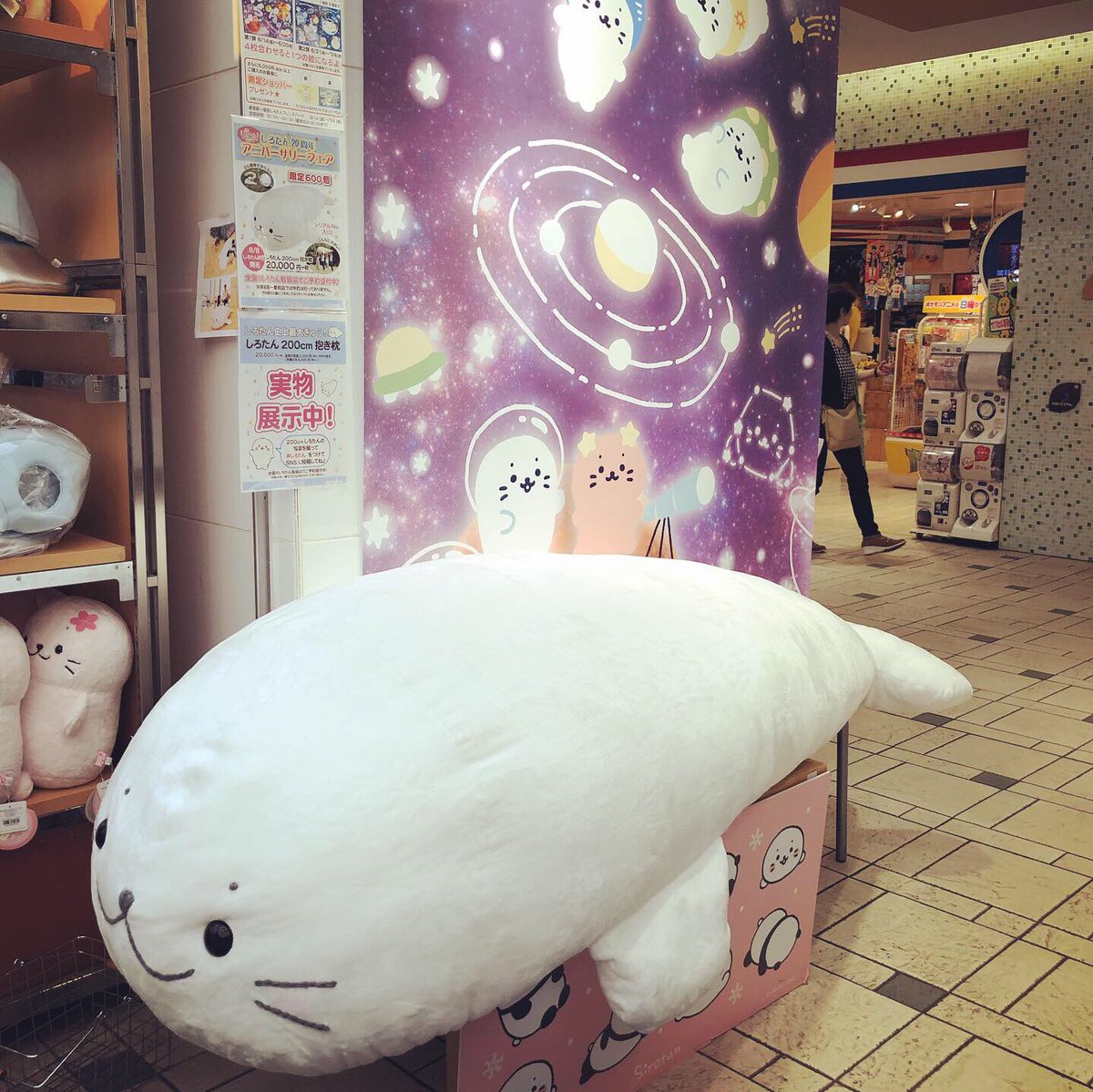 200cmしろたん』 おっもーーー！ でっかーーーーっ！！ 可愛いから