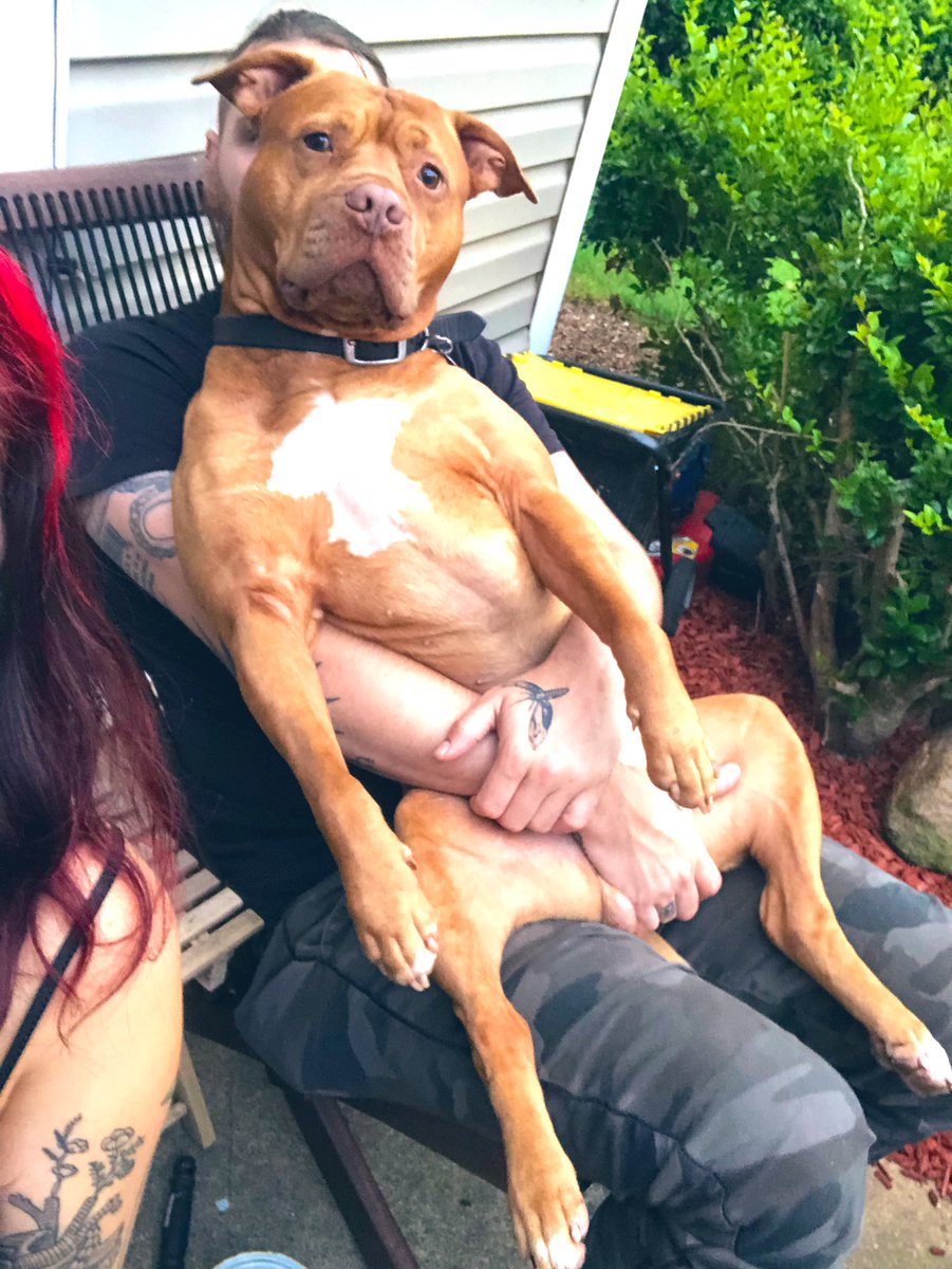_celestiaal's tweet photo. lmaooo who does he think he is?!?!? 
#pitbull #sovicious #suchababy https://t.co/wSVMjMlZGI