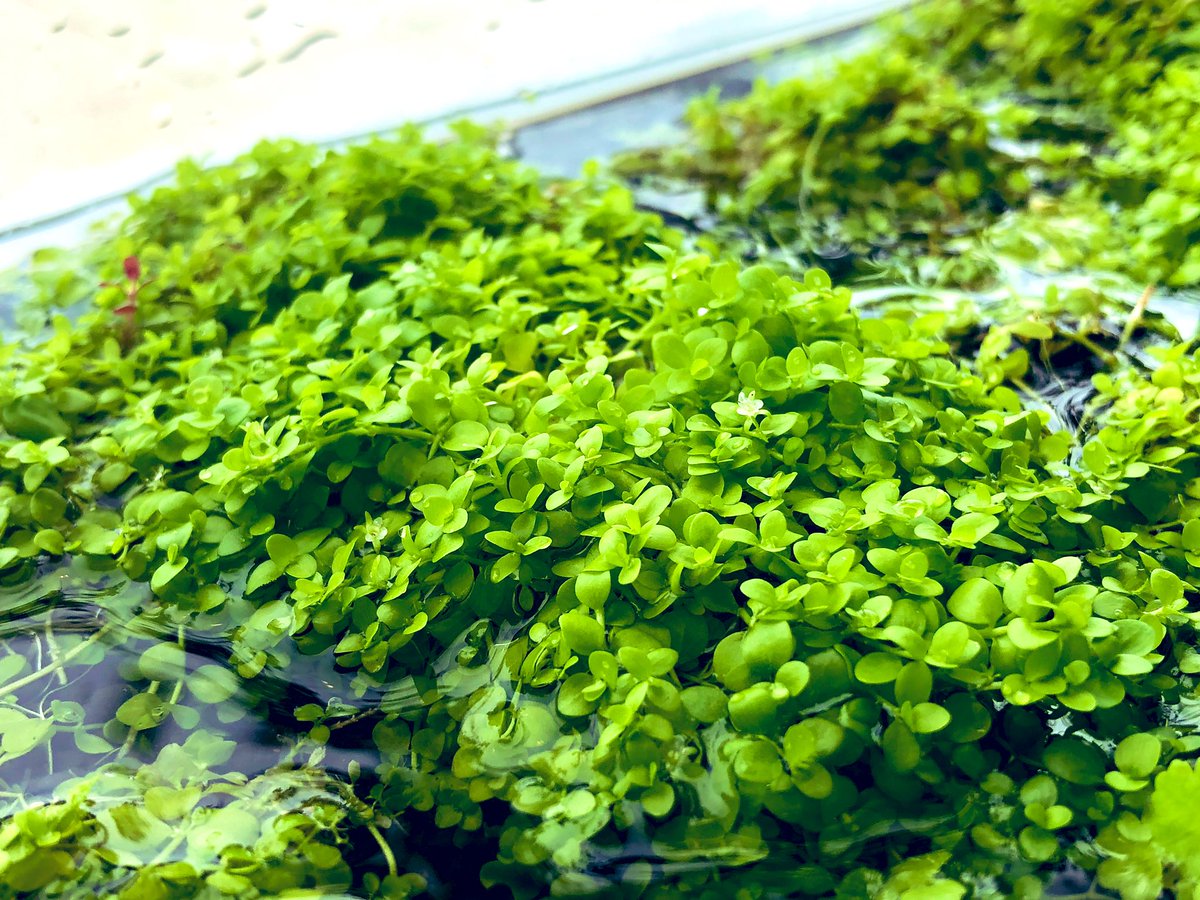 沖縄ビアンコ 公式 على تويتر おはようございます 中の人子供の風邪でお休みです W ｽﾔｧ 後輩くん が窓辺で栽培している ニューラージパールグラス に花が咲いていたと写真をくれました 水上栽培する時の楽しみでもありますね それでは本日も