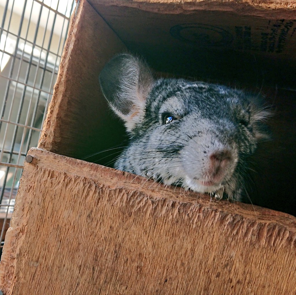 飯田市動物園 公式 Pa Twitter 本日のごはんタイムです ペンギン 10 12 ミーアキャット 10 00 15 00 サル山 10 40 飯田市動物園 チンチラ