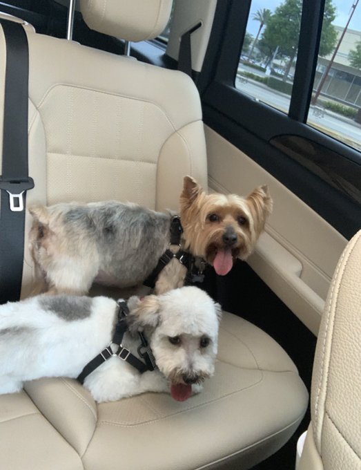 Fur babies... I have one more cat-who runs when I try to take pics... dogs are Minnie &amp; Dylan and cat<a href="/tag/sundayfunday"class="tags"><span>#sundayfunday</span></a>