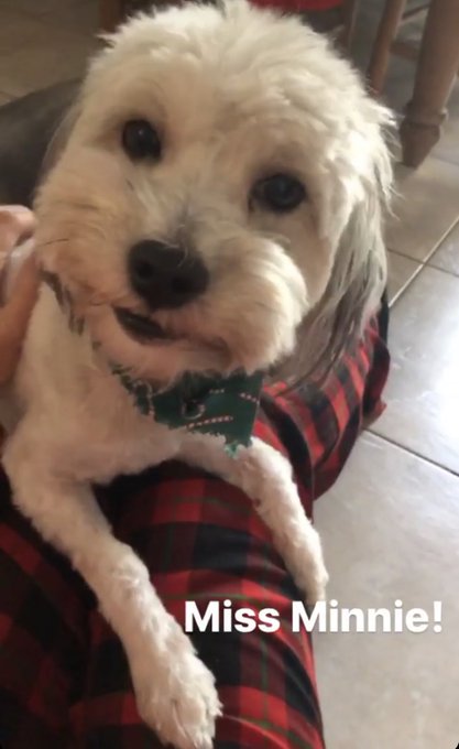 Fur babies... I have one more cat-who runs when I try to take pics... dogs are Minnie &amp; Dylan and cat<a href="/tag/sundayfunday"class="tags"><span>#sundayfunday</span></a>