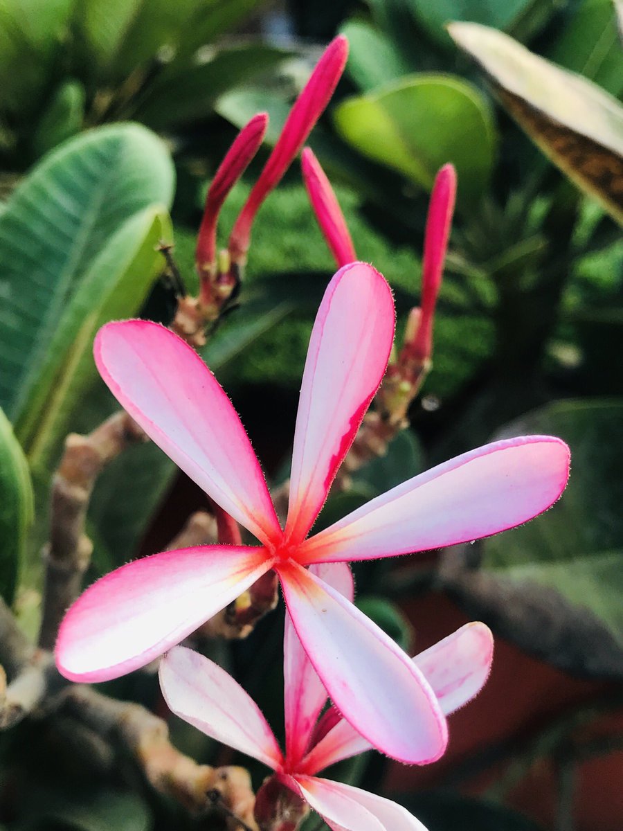 A bud’s Freedom lies in the way it thinks &amp; feels as it blooms &amp; then withers #freedom #LifeQuotes #Wisdom