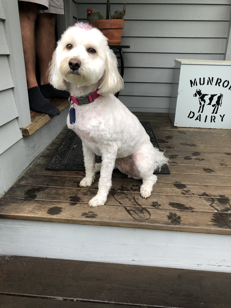 jfarnum4's tweet photo. please pray for my dog, she’s not sick, she just got shaved and looks ugly🤧 https://t.co/svrv7OAvHp
