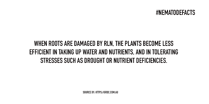 NematodeFacts's tweet photo. Juvenile and adult root-lesion nematodes rehydrate, become active and invade plant roots where they feed and multiply as they move through the root. https://t.co/nerqzrI71z