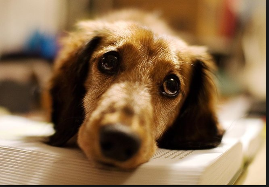 Hasan Aydin En Twitter Yapilan Bir Arastirmaya Gore Insanlarin Kayitsiz Kalamadigi Yavru Kopek Bakisi Tam Da Bu Nedenle Evrim Sonucu Zamanla Yerlesmis Kopeklerin Uzgun Bakislarina Yol Acan Yuz Kaslari Insanlarin Ilgisini Cekmek