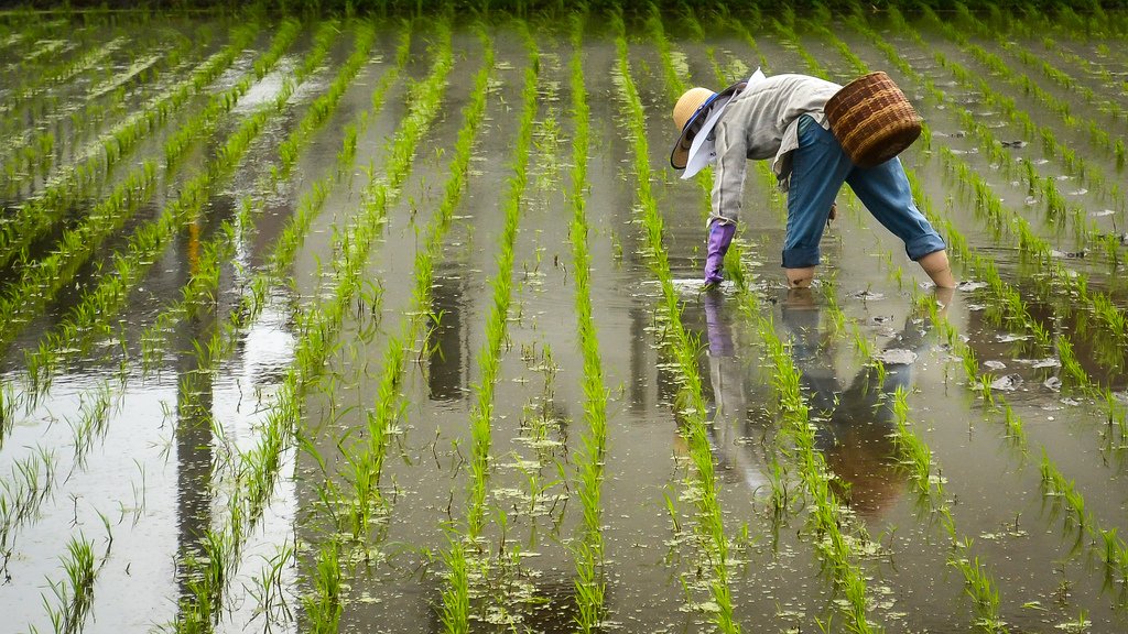 Colombian rice growers fight climate change with Japanese tech!!!!

For more details: Email us: foodchemistry@scientificvision.org

#foodtech #beverage #agriculture #AgricultureNews