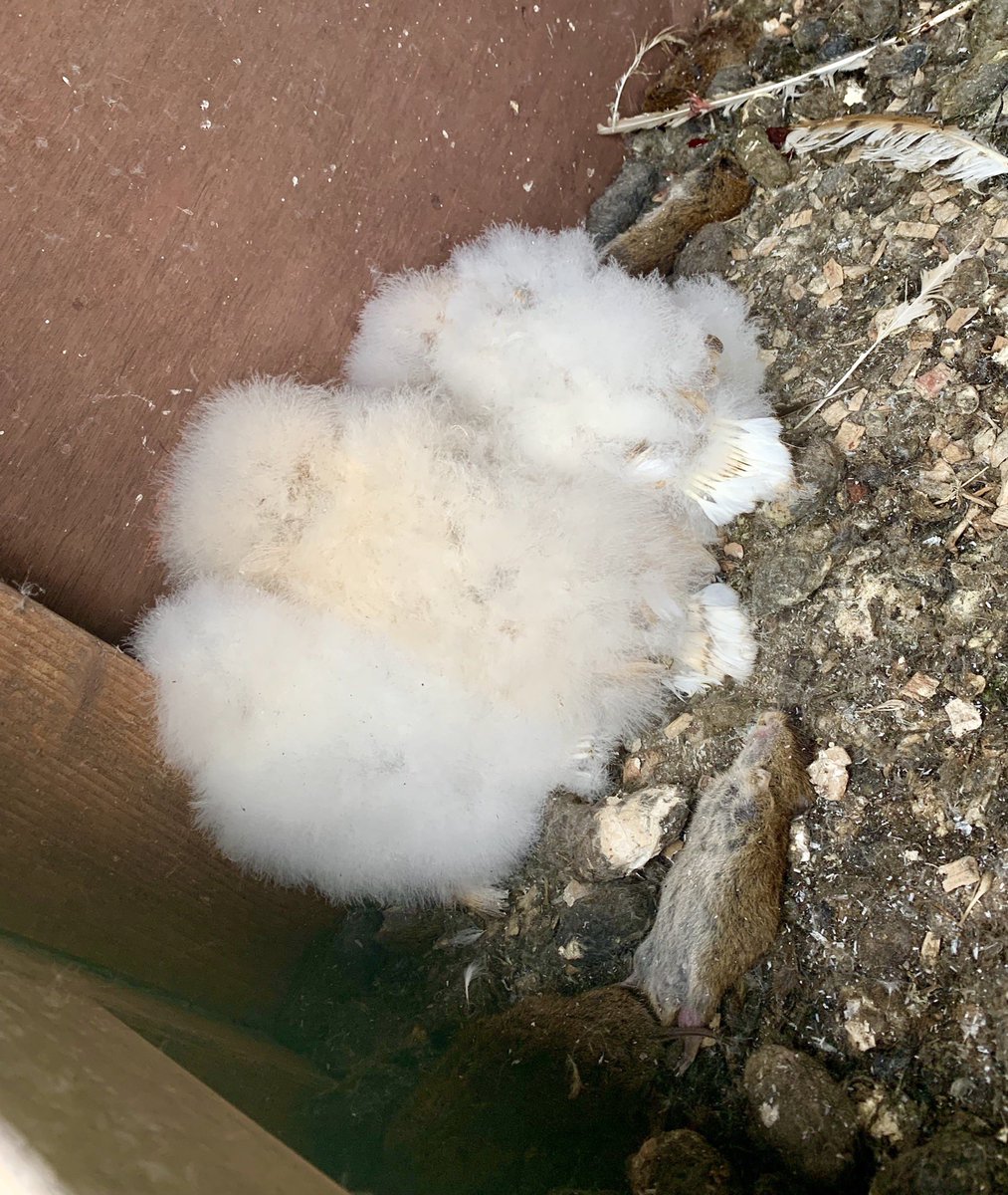 We are privileged enough to be monitoring a number of @stwater sites across the Midlands. Yesterday we were checking nest boxes & found 3 healthy barn owl chicks with a fantastic cache of food even in this weather. Shows the importance of sites like this for wildlife #opowl