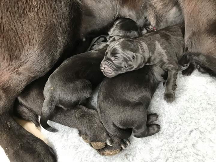 Willows continues to be such a good mum and the puppies are doing so well. I never knew that Willow had such a soft mouth lifting the pups back into her. #tennisballsdontgetthesametreatment