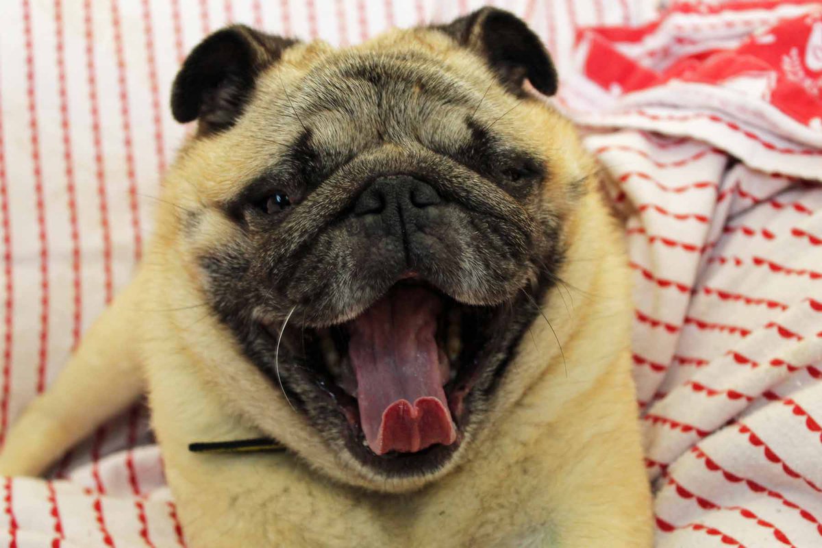 DT_Darlington's tweet photo. A tired #tongueouttuesday from Pugsley 👅🐶💤
#dogstrustdarlington #tongueout #pug_feature #puglife #puglove #pugsofinstagram #puggram #cutepug #tiredpug @DogsTrust https://t.co/25crKNmKDo