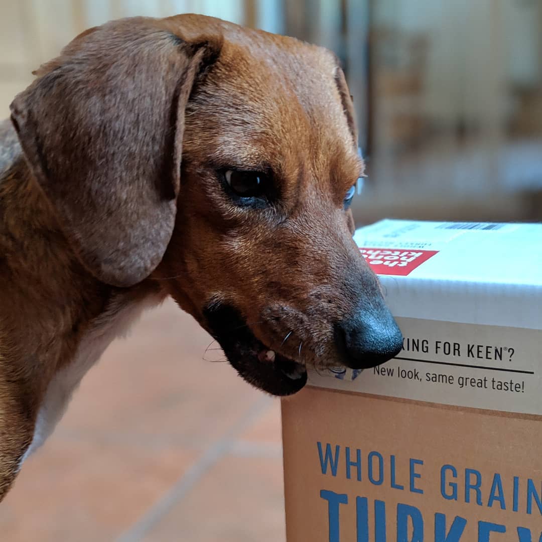 The Honest Kitchen On Twitter When You Ask Your Dog To Think
