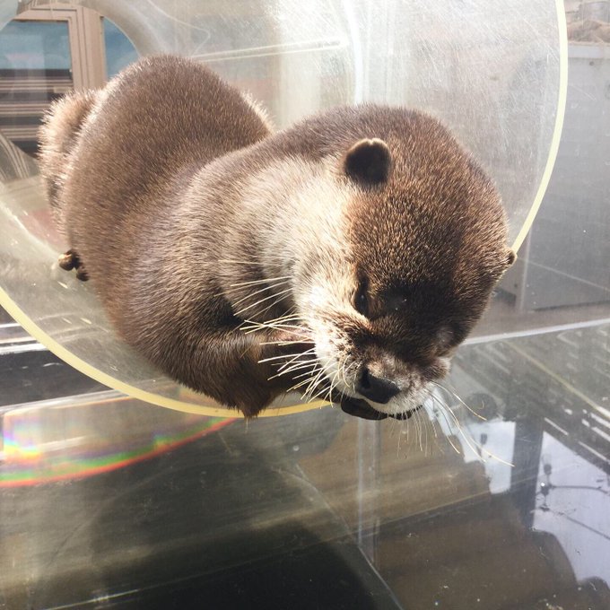 サンレモンさん がハッシュタグ カワウソ 美人 キララお姉さん 原宿テラス 動物カフェ Otter Zoocafe をつけたツイート一覧 1 Whotwi グラフィカルtwitter分析 サンレモンさん がハッシュタグ カワウソ 美人 キララお姉さん 原宿テラス 動物カフェ Otter Zoocafe をつけたツイート一覧 1 Whotwi グラフィカルtwitter分析