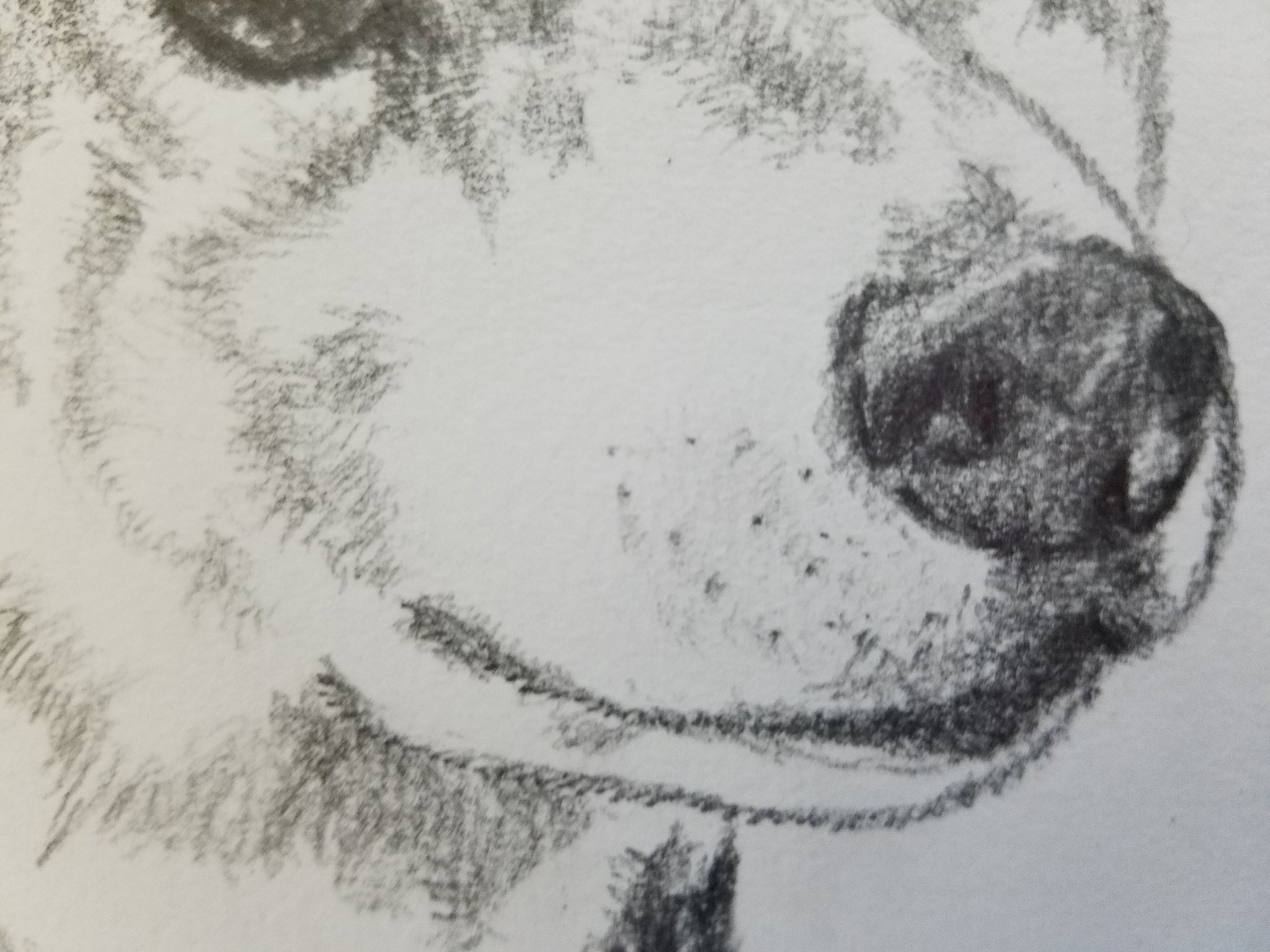 浜田涼仔 羊毛フェルト作家 教室 柴犬のオーダーデッサン画 鉛筆一本で書くので濃淡は大事 口元の髭は特に大事 笑 少しの気付き リアル感を出すには欠かせない T Co L1ycaii5le Twitter