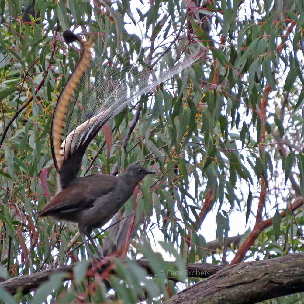 carolprobets's tweet photo. Mid-winter is peak lyrebird time with the males singing for hours each day. I managed to snap this male displaying in the treetops yesterday afternoon and it turned a crap day into a good one 😍 #wildoz #SuperbLyrebird https://t.co/hbfGajqmYk