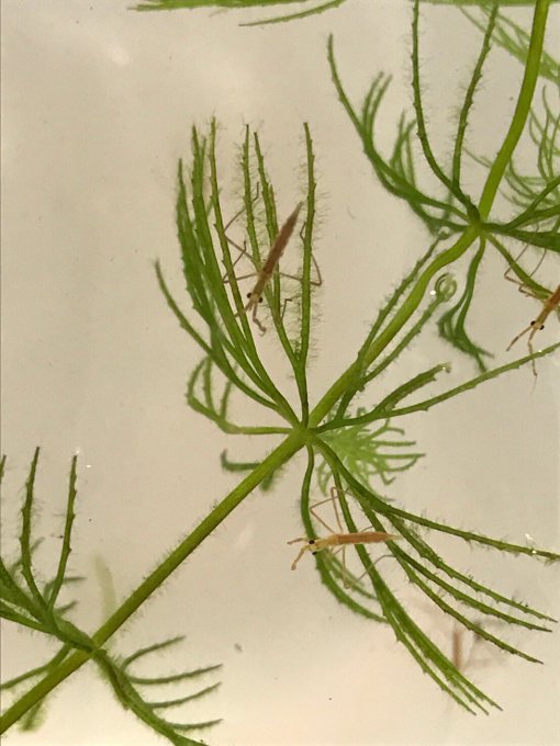 カマキリに似てるけどカメムシの仲間のtwitterイラスト検索結果 古い順