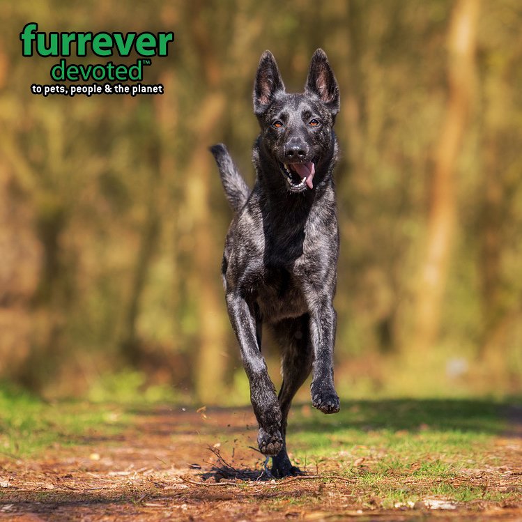 FurreverDevoted's tweet photo. Don't let a dry coat and itchy skin bother your pup this summer! Furrever Devoted Oatmeal Shampoo helps gently clean, soothe and condition your dog's skin and coat.

https://t.co/kIRxJr3bMK

#furreverdevoted #dogshampoo https://t.co/yRz73WHf98