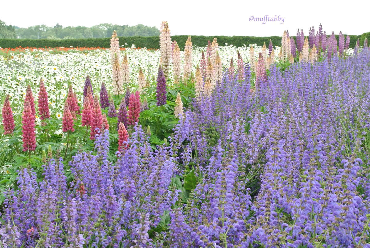 mufftabby's tweet photo. ＃サルビアプラテンシス ＃ルピナス ＃フランスギク
#MeadowSage #Lupine #Leucanthemum
＃北海道 ＃富良野 ＃ファーム富田 https://t.co/yFCHK4y0Qx
