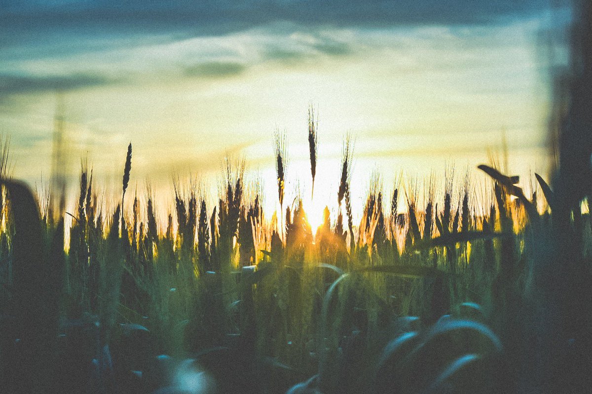 FarmsFisher's tweet photo. An evening #croptour checking #wheat with a Michigan summer backdrop.
#MichiganAg #farmlife #pureMichigan https://t.co/sF1o36O6WL