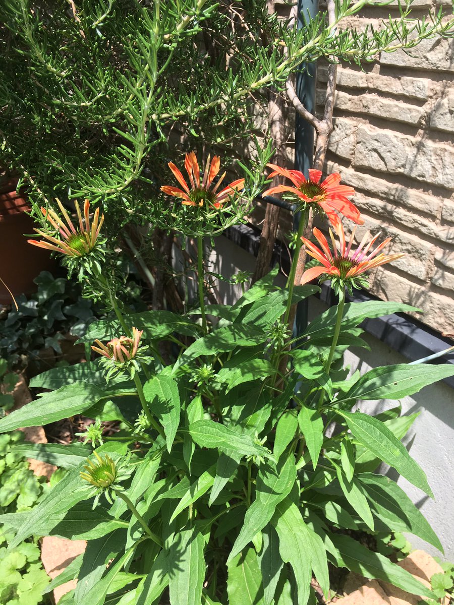 Tweet あしかがフラワーパーク が動画とツイートで丸わかり 栃木