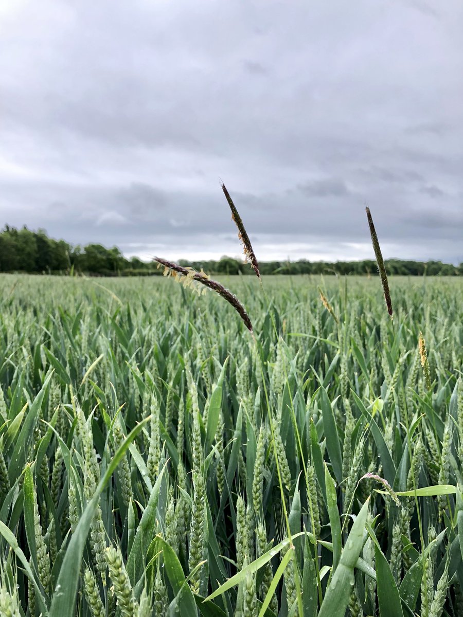 Geoffrey_RB's tweet image. At least it stands out for roguing 🙄 #finalsteps #icm 🌾