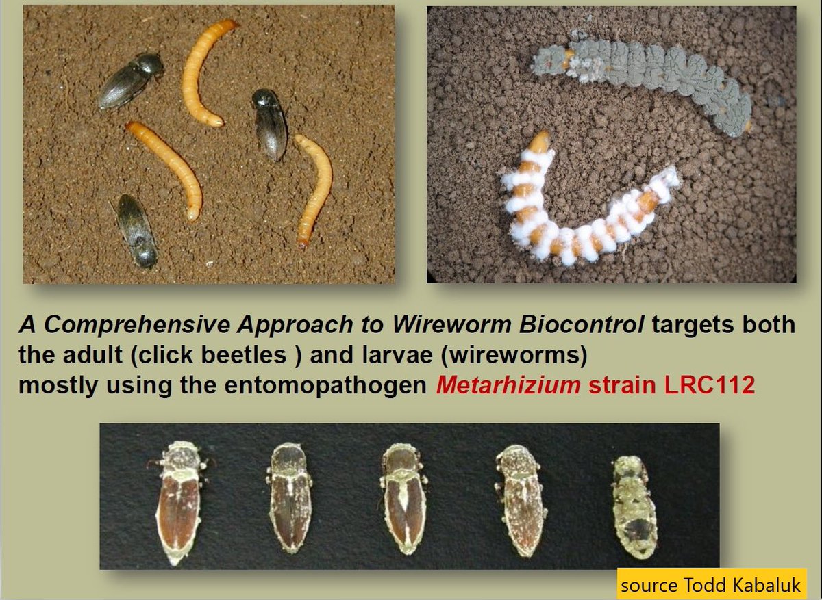 Taupin : plusieurs régions présentent un biotope favorable à son maintient voir à son développement (bandes enherbées). L'activité souterraine de sa larve rend son contrôle difficile. Les produits de biocontrôle testés ne garantissent pas une efficacité stable.