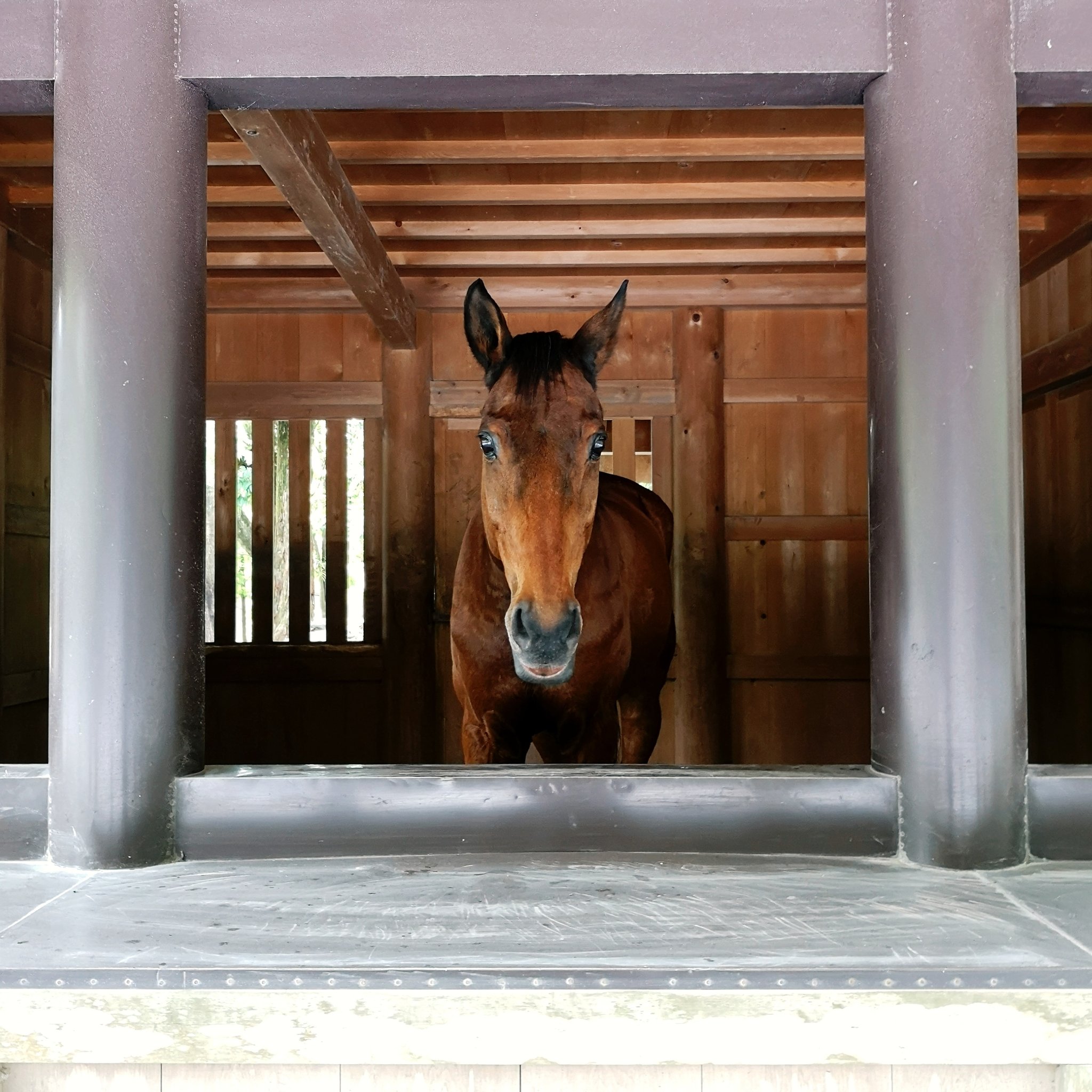 ガキ 今日の草新さん 神宮 伊勢神宮 内宮 神馬 草新号 伊勢市 伊勢志摩 三重県 19 06 18 T Co Cqrzyjyvzh Twitter