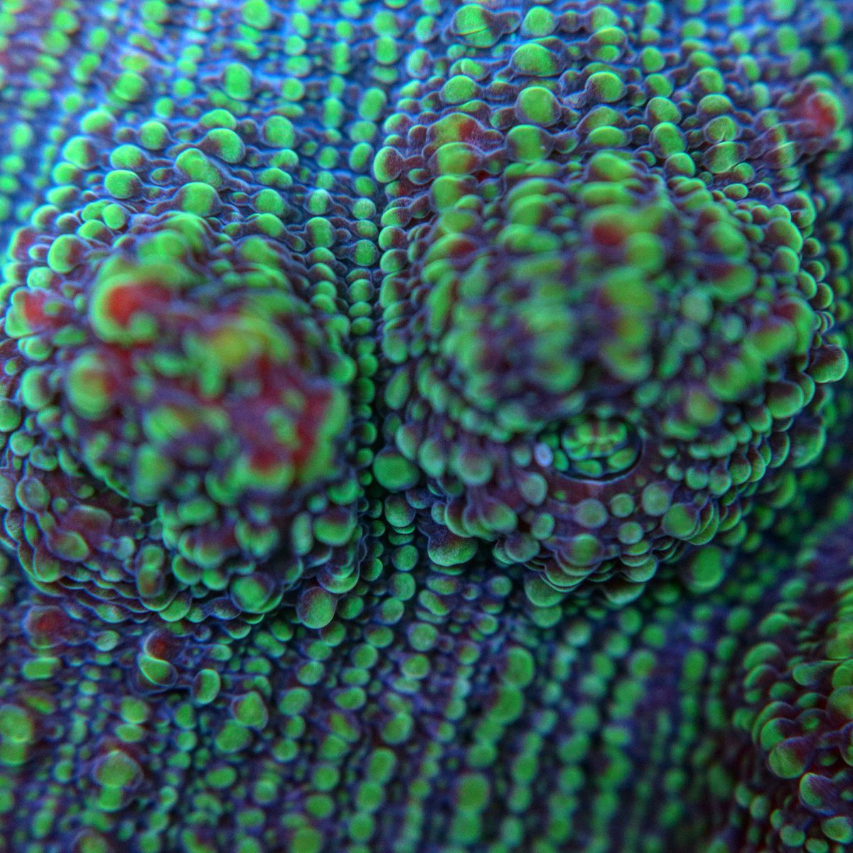 TheCoralCentre's tweet photo. macro shot of our green snakeskin chalice settled in well. Soon to be fragged.
#coral #coralreef #coralreeftank #reef #reeftank #frag #sustainability #farm #ocean #saltwateraquarium #aquaculture #eatsleepreef #reeflife #canon #fisheye #photography #polyp #lps #challice #macro https://t.co/42lFw53DrW