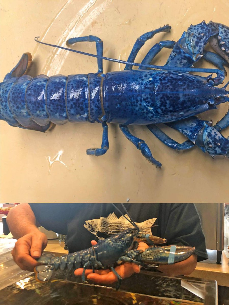 RARE BLUE LOBSTER🦐 ( 1 in 2Million)
found in Arnold's Lobster &amp; Clam Bar, USA
N.B. Not for your exotic dish (Kept alive under Aquarium)