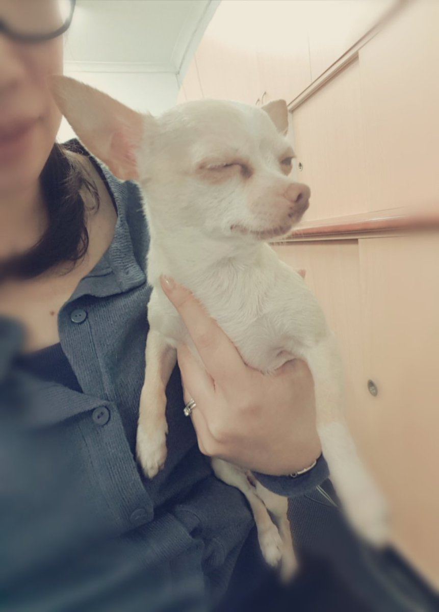 J3nn_N's tweet photo. "Whatever you are be a good one." 
#AbrahamLincoln #Chihuahua 
 We're both good no matter what 😄😎
#Ashfield https://t.co/XLNsTjiCPc
