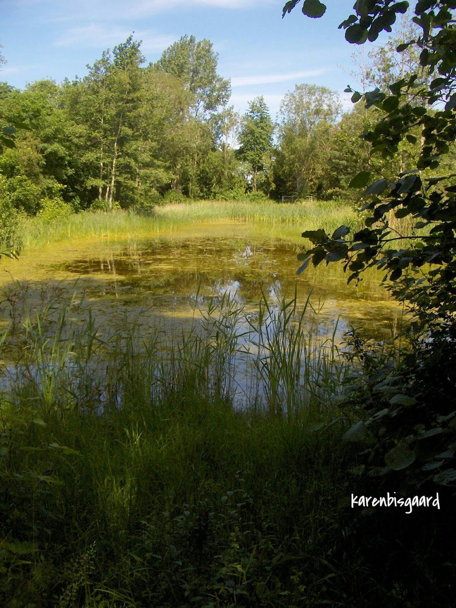 KarenBisgaard1's tweet image. karensnaturephotography.blogspot.com/2019/06/view-t…
#commonarea #greenarea