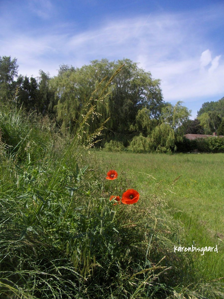 KarenBisgaard1's tweet image. karensnaturephotography.blogspot.com/2019/06/view-t…
#commonarea #greenarea