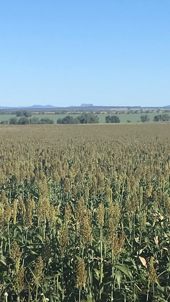 Flowering Sorghum (front), Chickpeas (middle), flowering Sunflowers (at rear) 
Wheat in head next door. 
#gottalovecentralqueensland